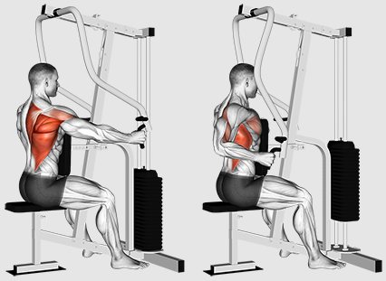 நாங்கள் வரிசைகளில் கவனம் செலுத்த வேண்டுமா அல்லது சிறந்த பின் பயிற்சிக்கு இழுக்க வேண்டுமா?